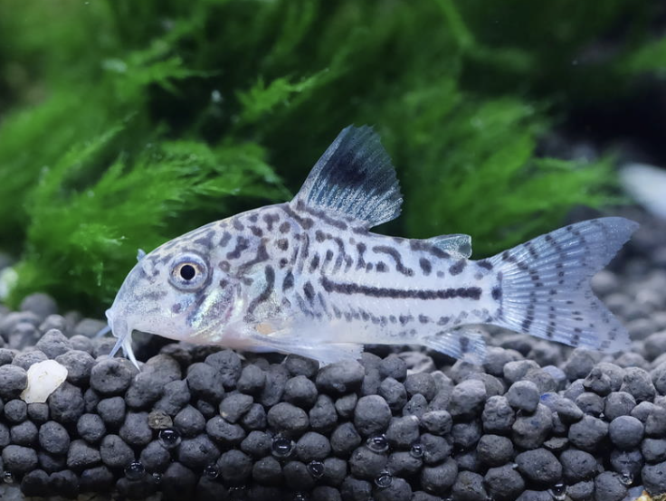 Screenshot 2025-08-27 at 10.20.36 a.m..png