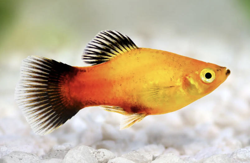 Screenshot 2025-08-27 at 10.20.51 a.m..png