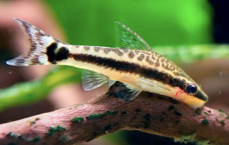 Screenshot 2025-08-27 at 10.22.12 a.m..png