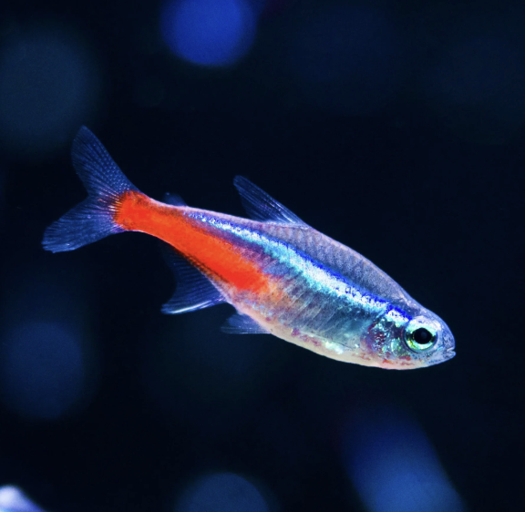 Screenshot 2025-08-27 at 10.19.26 a.m..png