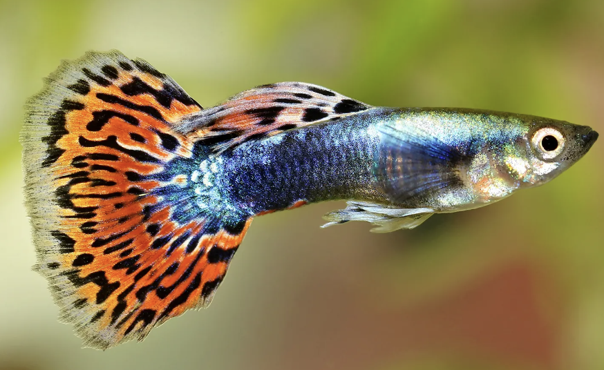 Screenshot 2025-08-27 at 10.19.47 a.m..png