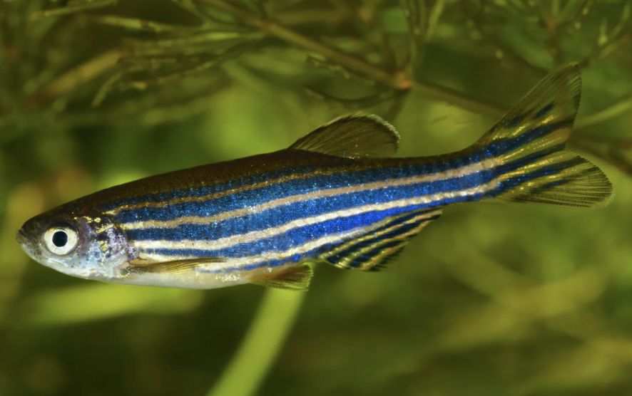 Screenshot 2025-08-27 at 10.20.08 a.m..png